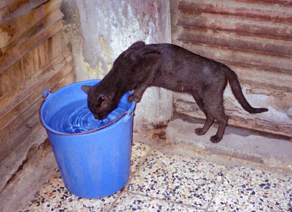 Cat drinking from a bucket, Cairo