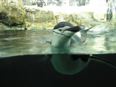 centralparkzoo4