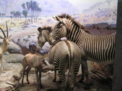 museum4