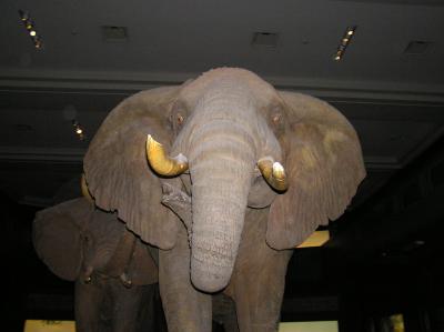 museum6