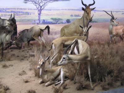 museum11