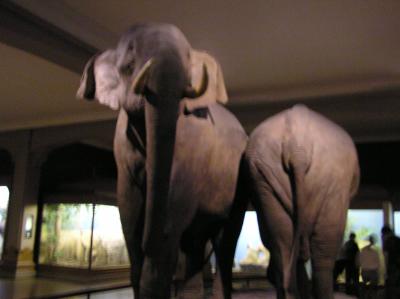 museum14