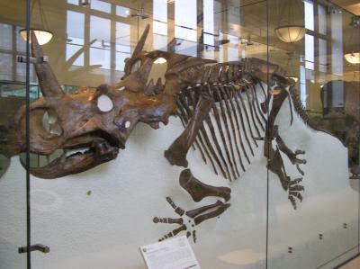 museum24