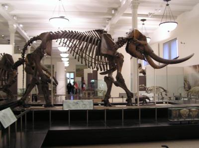 museum25