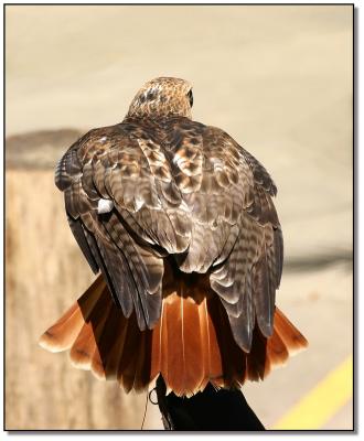 RedTail hawk