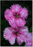 Dianthus