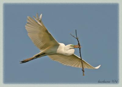 egret w branch in fltIMG_5604.jpg