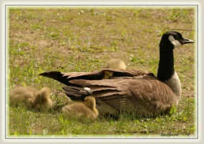 peekabooIMG_8122.jpg