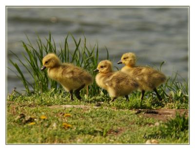 three little ducks IMG_7317.jpg