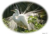 egret in full presentation IMG_4608.jpg