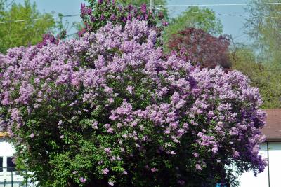 Lilac Bushes