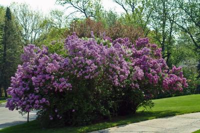 Lilacs in the Wind