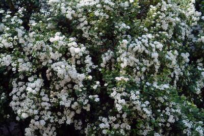 Spirea Closeup