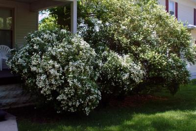 Spirea in front of Our Home in Le Mars, Iowa