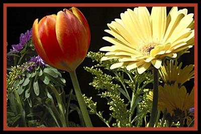 tulip & gerbera daisy