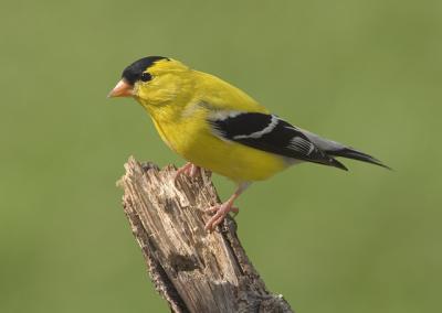 Goldfinch Male 1.jpg