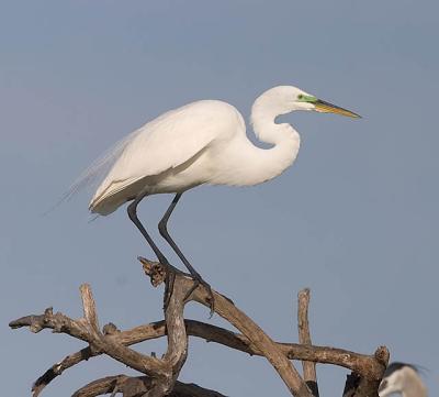 Great Egret Perch.jpg