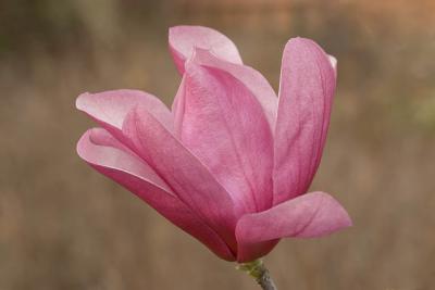 Galaxy Magnolia 05.jpg