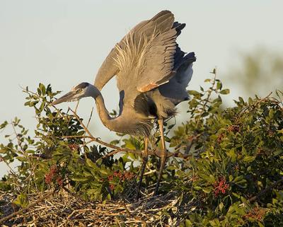 Great Blue Heron Posturing.jpg
