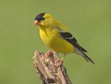 Goldfinch Male 2.jpg