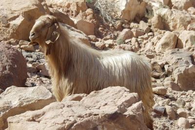 057 Wadi Rum, Geitmonster