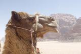 047 Wadi Rum