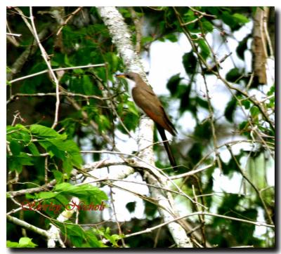 yellow billed cuckoo-2