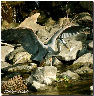 Blue Heron take off