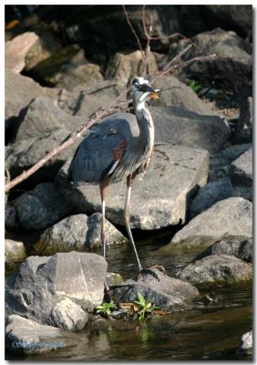 Blue Heron with catch.jpg