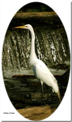 Great Egret alert