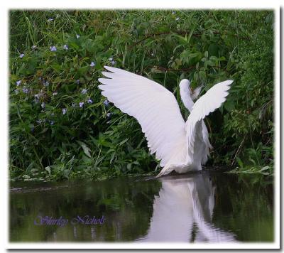 Egret wades to shore with catch