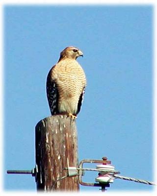 Sharp shinned hawk