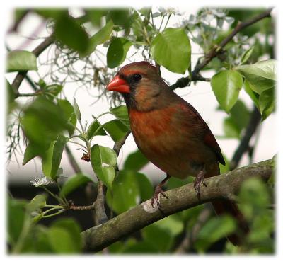 Pretty young lady red bird.jpg