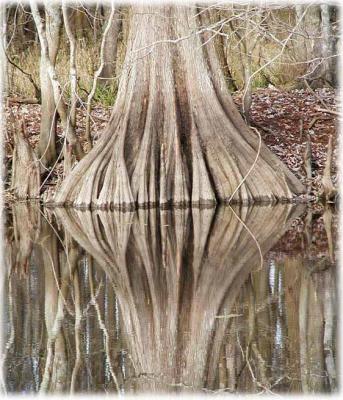 cypress swampscape-2.jpg