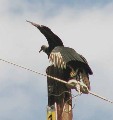 Black vultures.jpg