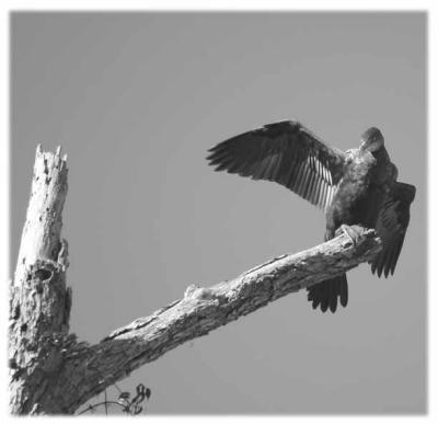 cormorant-black-white.jpg