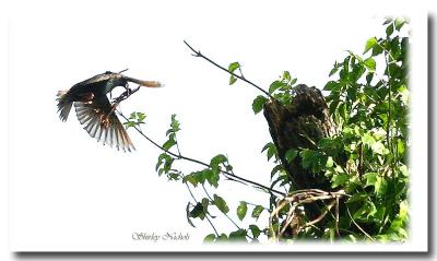 Starling with bug going to nest.jpg