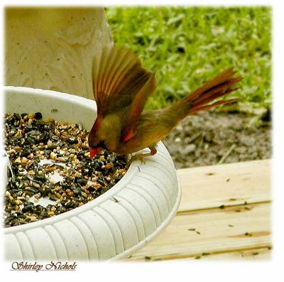 Red bird lands at feeder.jpg