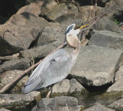 Blue heron juggles fish.jpg