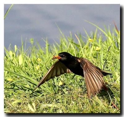 Female Starling with bug