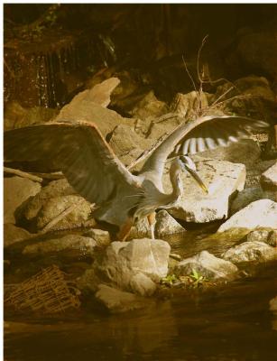 u44/braveart/medium/28805586.wings.jpg