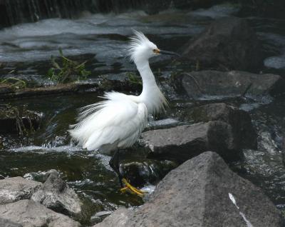 Feather duster