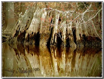 Trees do talk.jpg