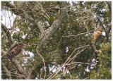 Sharp  shinned hawks -pair.