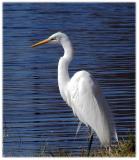 Egret at Sorrento pond