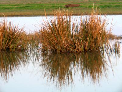 Marsh grass in Sunset