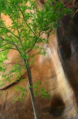 Zion Narrows