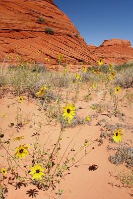 Sunflowers at the Coyote Buttes