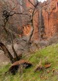 Light Rain and Falls, Upper Zion Canyon