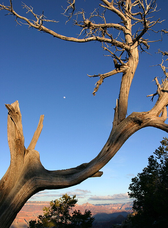 Canyon, Juniper, Moon